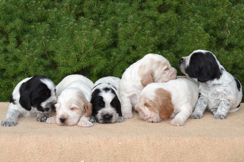 16-Janet, Jambo, Just, Jantar, Jessi, Janie.JPG